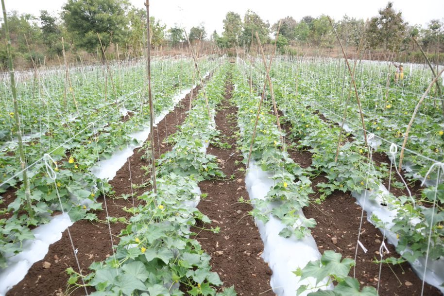 Agri. Thread close-up