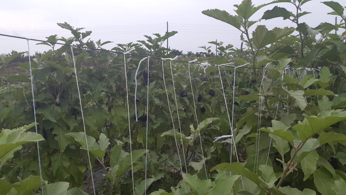 Agri. Thread installation