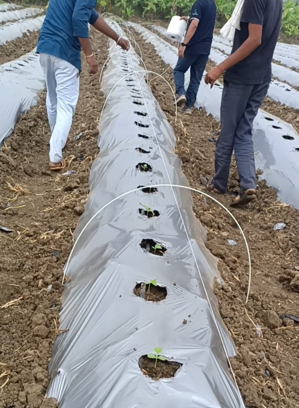 Farmers installing flexible fiber sticks along crop rows for Crop Cover