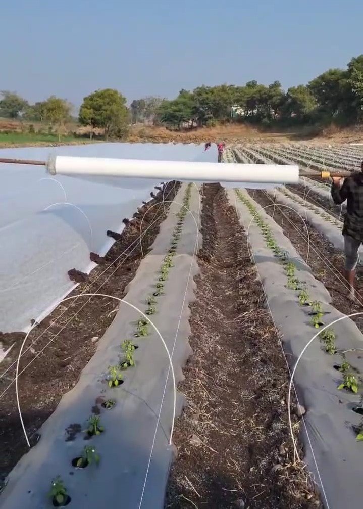 Farmers laying Crop Cover over the fiber-stick support structure