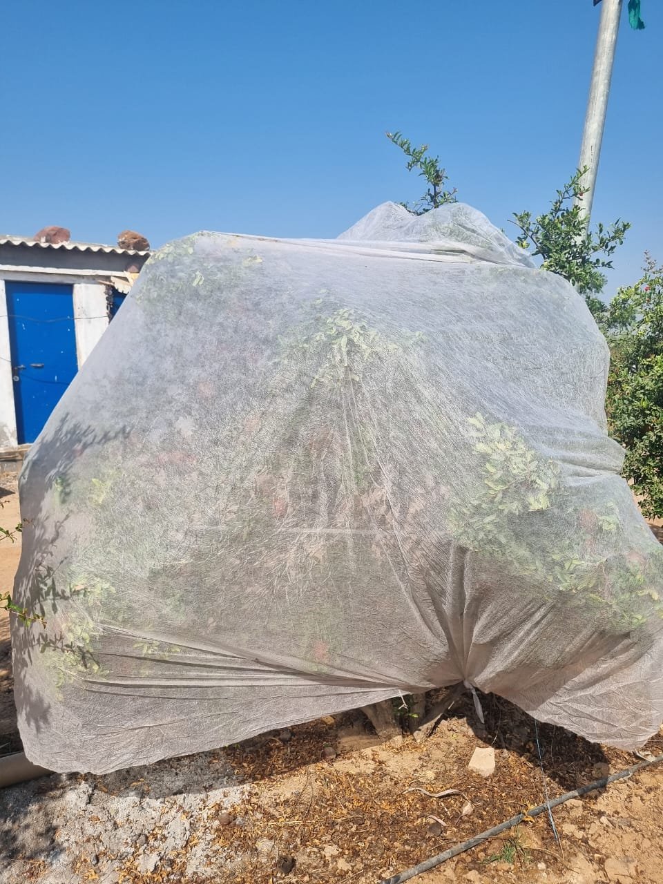 GroKhet Plant & Tree Cover protecting a young plant