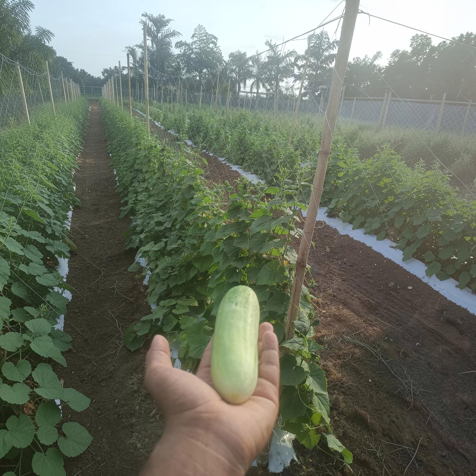 Primary Crop Support Net field installation