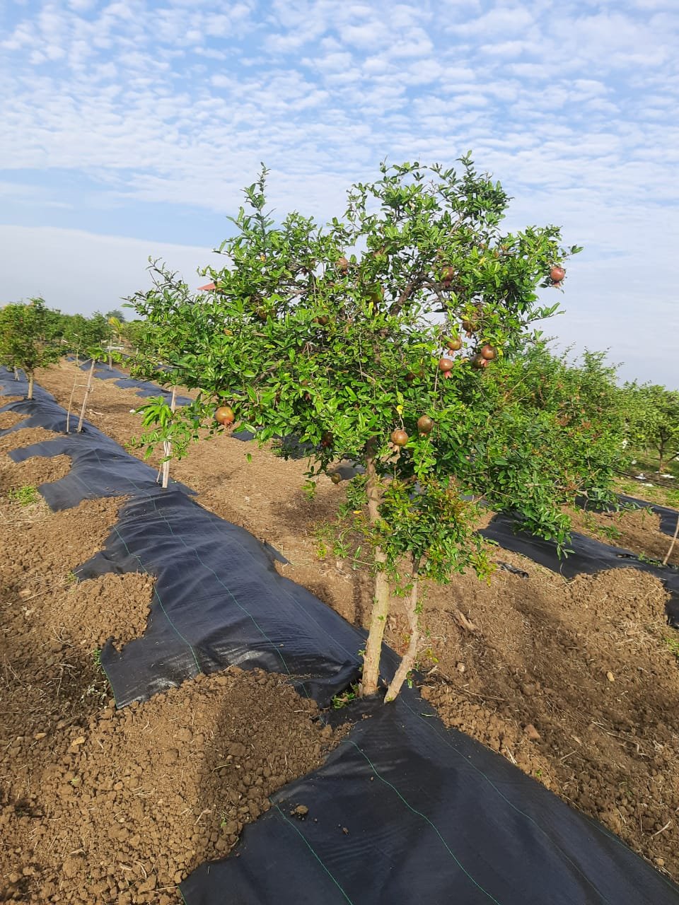 Primary Gro Weed Mat field installation